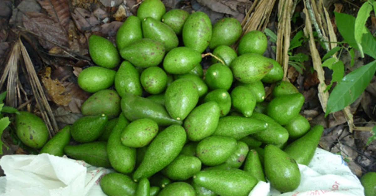 Colombian smallholder avocado harvest in Montes de María